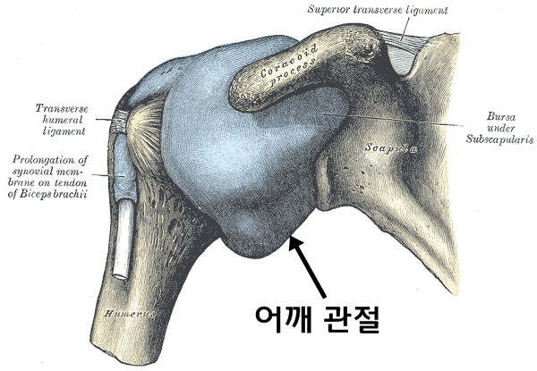 이미지출처 : en.wikipedia.org