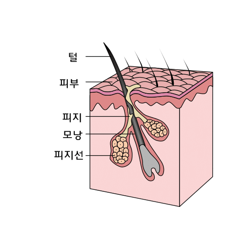 이미지 출처 : commons.wikimedia.org