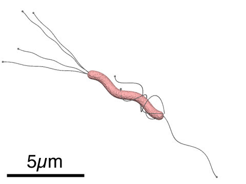 Helicobacter_pylori_diagram