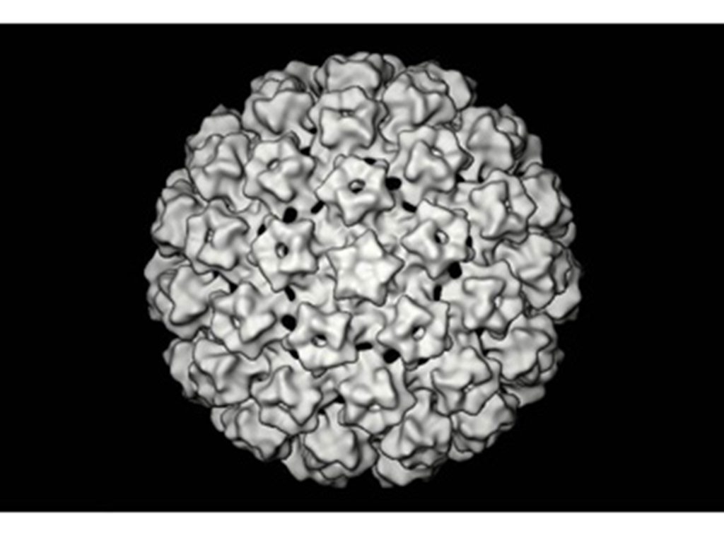 파필로마바이러스