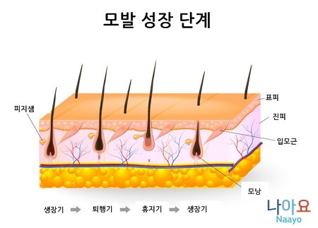 모발 성장 단계