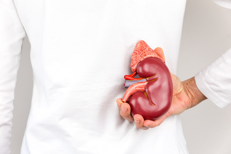 57002156 – hand holding model of human kidney organ at body