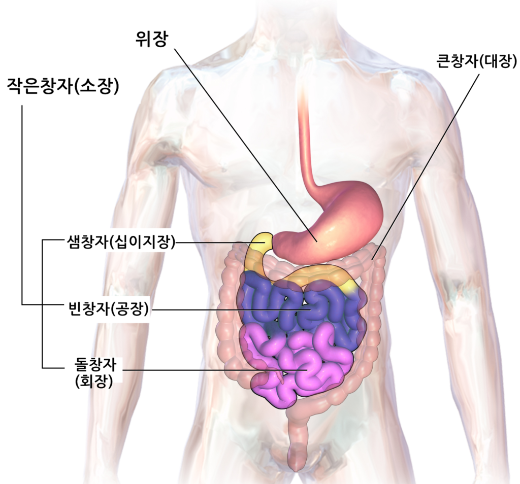 십이지장 작은창자 해부학