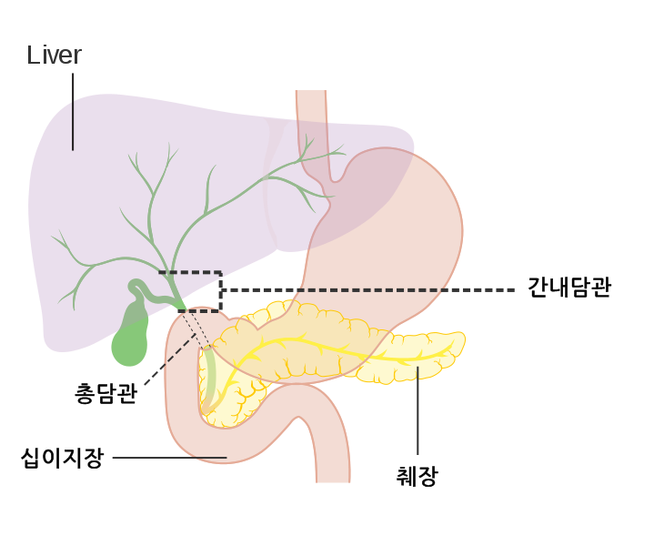 730px-Diagram_showing_the_position_of_the_perihilar_bile_ducts_CRUK_357.svg