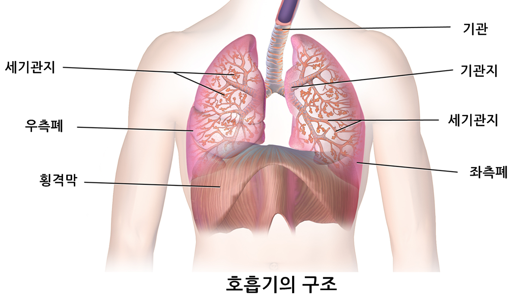 Blausen_0770_RespiratorySystem_02